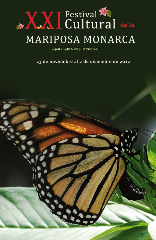 Monarch Butterflies in Michoacan